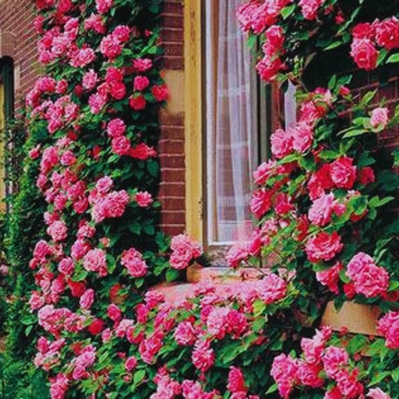 Fragrant Climbing Rose Live Plant, Well Rooted 5-9" Tall, No Leaf, Indoor Outdoor Climber, Rose Bush, Hybrid Tea Rose Like (Pink to Deep Pink)