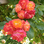 Orange Yellow Climbing Rose Live Plant Well Rooted, No Leaf, Ready to Plant Indoor Outdoor, Climber Rose Bush, Hybrid Tea Rose Like, Very Fragrant, Long Bloomer