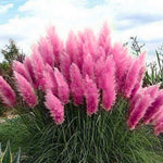 2 Pink Pampass Grass Plants Live for Spring Planting, Size 5-9" in Tall, Oranamental Grass for Outdoor Indoor