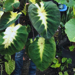Colocasia Elephant Ears Live Plant, Alocasia Plant, Esculenta Taro Live Houseplant, 5-7 Inc Tall (Green Yellow Leaf)
