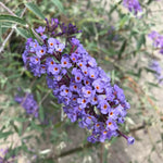 Pack 2 Butterfly Bushes Live Plant, Fragrant Buddleia Bush Shrub, 4 to 9 Inch Tall (Light Blue Blooms)