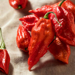 Hot Pepper Plant Live for Planting, Pepper Plant in 4 Inc Pot, 4-6 Inc Tall, Well Rooted, Hot Peppers Starter Plant for Indoor Outdoor Growing, 2 Plants in Pot