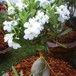 White Desert Rose Plants Live for Indoor Outdoor Growing, Cold Hardy, Starter Size, 4-7 Inc in Tall Desert Rose Seedling