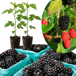 Pack 2 Thornless BlackBerry Plants Live to Grow 5 to 8 Inch Tall, Chester BlackBerry Bush Live Plant, Sweet Blackberries Fruit Tree Indoor Outdoor (Sweet Pie BlackBerry)