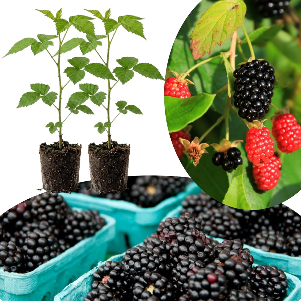 Pack 2 Thornless BlackBerry Plants Live to Grow 5 to 8 Inch Tall, Chester BlackBerry Bush Live Plant, Sweet Blackberries Fruit Tree Indoor Outdoor (Sweet Pie BlackBerry)