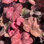 2-Pack Live Heuchera Coral Bells Plants, Brown, Orange, Pink, Red Leaves, Vibrant Indoor Outdoor Planting