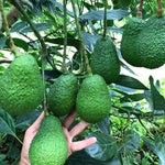 HASS Avocado Tree Live Plant, 1 Year Old Seedling, 8–16” Tall in Half Gallon Pot, Avocado Starter Plant for Outdoor Growing, No CA