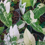 Pack 2 Frydek Variegated Alocasia Live Plant for Planting, Indoor Houseplant Alocasia Plant Live, 5 to 7 Inc Tall, Bare Root, Alocasia Colocasia Taro Plant for Ornamental Plants