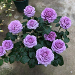 Rose Live Plant, Roses Flower Plant, Fragrant Flower for Planting, 4-6 Inches Tall, Bush Shrub Plants, Well Rooted, Ready to Grow (Orange Rose)