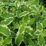 Pinapple Mint Plants Live in 4" Pot - Live Mint Herb Plants, Pineapple Mint Plants for Planting Home Garden Indoor Outdoors, Containers