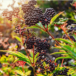 2 Black Elderberry Plants Live for Planting, 6 to 12 Inch Tall, American Elderberries Bush, Sweet Fruit Tree