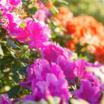 2 Southern Azalea Plants Live Tree, Blooming Rhododendron Bushes, 5-10 Inc Tall, No Pot, for Indoor Outdoor Planting, Vibrant Pink Purple Azalea