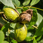 2 Pecan Plants Live, 1-2 Feet Tall Bare Root, Cold-Hardy Nut Trees for Garden and Landscaping, No Leaves, Dormant
