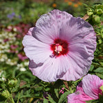 Hibiscus Tree Live Plants for Outdoor Planting, Vibrant Blooms, Size 5-9 Inc in Tall, Dormant in Winter, Spring Fast-Growing (Lady Pink-red)