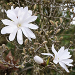 Magnolia Tree Live Plant 12 to 18 Inch Tall, Fragrant Magnolia Plant Live, Magnolia Bush Live Plant in Gallon Pot (Star Magnolia)
