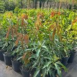 No CA, Grafted Mango Tree Live Plant, 2 Years Old Ready to Bear Fruit, 2-3 Ft Mango Plant for Spring Planting (Valencia Pride)