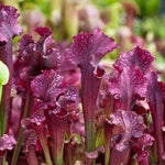 Nepenthes Pitcher Plant Pots Live Plants, Purple Pitcher Nepenthes for Terrariums Backyard Gardens, Size Starter 8 Months Old for Easy Planting Indoor Outdoor