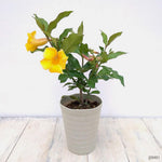 Set of 2 Mandevilla Plants Live, Yellow Mandevilla Flower Plants, 4 to 6 Inches Tall, Mandevilla Well Rooted, Live Mandevilla Plant Outdoors