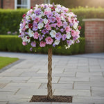 5 Mixed Althea Rose of Sharon Hibiscus Shrubs Live Seedlings, Bareroots 1 to 2 Feet Tall, Hardy Perennial Flowering Bushes for Garden