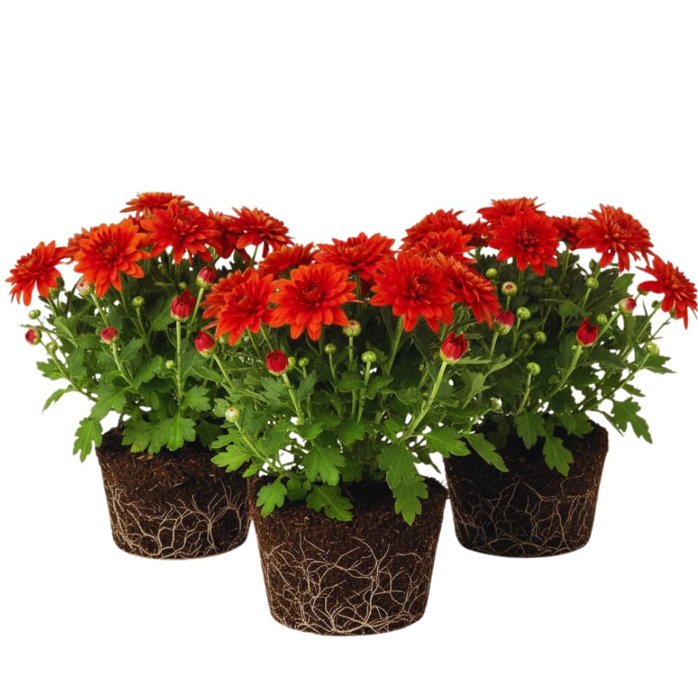 3 Hardy Chrysanthemum Plants Live, Red Mums Plants Live, 5 to 7 Inc Tall, Chrysanthemum Flowers Perennials Gardening Outdoor
