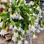 Pack of 2 White Easter Cactus Plants, Holiday Cactus Flower Plant Succulent, Size 4 to 7 Inch, Without Pot, Easter Cactus Live Plant