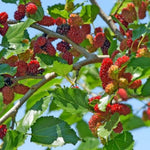 Set of 2 Red Mulberry Trees Live Plants, Starter 4-6 Inches Tall, No Pot, Mulberry Bush Fruit for Outdoor Growing, Cold Hardy