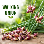 Set of 10 Walking Onion Bulbs, Egyptian Walking Onions Bulbs for Planting