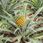 1 Sugarloaf Pineapple Plant Live for Planting, Sweet Pineapple Fruit Tree Live Plant 5 to 8 Inch Tall, Pineapple Starter Plants