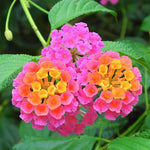 Pink Lantana Plants Live in 4 Inch Pot, Perennial Lantana Plants Live for Planting Outdoors Garden, 4-6 Inch Tall, Vibrant Flowers Colors