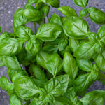 Pack of 2 Pots Sweet Basil Plant, 4 Inch Pot Live Basil Plant Potted for Planting Indoor Outdoor, Perennial Fragrant Herb Plants