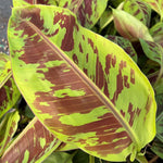Zebrina Banana Plant Tree Live, Cold Hardy 4-7" in Tall, No Pot, Outdoor Spring Planting, Rare and Sweet Banana Plants