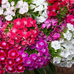 Set 4 Mixed Colors Dianthus Perennial Plants Live, Dianthus Live Plants for Outside Planting, Pink White Red Dianthus Color, Dianthus Flower Plant Live, Zones 3 to 9