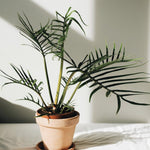 Philodendron Live Plant, Rare Variegated Houseplant 5-8 Inch Tall, Indoor Live Plant for Home or Office Decor, No Pot (Green Philodendron Plant)