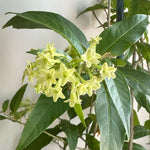 Night Blooming Jasmine Plant Live 4-7 Inches Tall, Fragrant Flowering Vine for Garden, Patio Containers and Indoor Growing