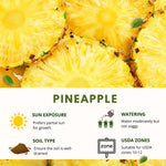 Gold Pineapple Plants Live, Fragrant Pineapple Tree, Edible and Fruit Bearing for Gardens and Patios, 4 to 6 Inches Height