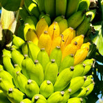 Grand Nain Banana Plant Tree Live, Cold Hardy 4-7" in Tall, No Pot, Outdoor Spring Planting, Rare and Sweet Banana Plants