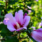 Althea Rose of Sharon Plant Live Bareroot 6-13 Inc, in Pot, Hibiscus Syriacus Flowers Ready to Grow (Pink Rose of Sharon)