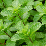 Peppermint Plant Live, Peppermint Herb Plant, 4 Inch Pot for Grrowing