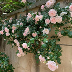 Climbing Roses Live Plants, Well Rooted 5-9" Tall, No Leaf, Ready to Plant Indoor Outdoor, Climber Rose Bush, Hybrid Tea Rose Like, Very Fragrant, Long Bloomer (New Dawn Pink)