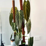 Philodendron Live Plant, Rare Variegated Houseplant 5-8 Inch Tall, Indoor Live Plant for Home or Office Decor, No Pot (Black Gold Philodendron)
