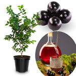 12" Black Jaboticaba Tree Plant Live, Jabuticaba Black Grape Fruit Plant, 1 Feet Tropical Plants Garden
