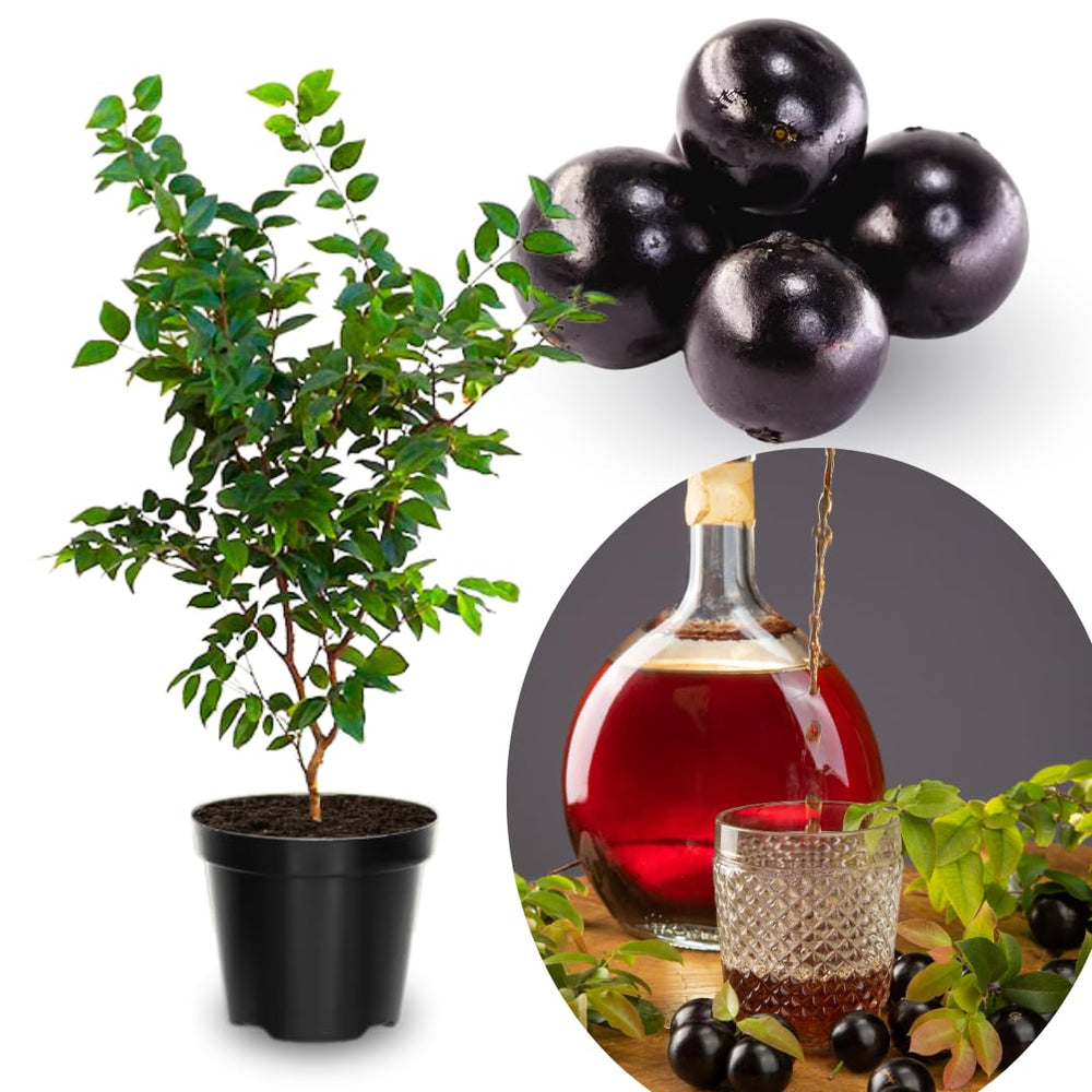 12" Black Jaboticaba Tree Plant Live, Jabuticaba Black Grape Fruit Plant, 1 Feet Tropical Plants Garden