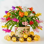 4 Christmas Cactus Plants Live, 4-7 Inch Tall (Random)