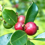 5-8 Inch Strawberry Guava Tree - Live Plant, Sweet Tropical Fruit for Home Gardens Indoor Outdoor Growing