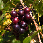 2 Rare Grape Vines Live Plants, Sweet Starter Grapevine from 5 to 8 Inches in Tall, Easy to Grow Indoor Outdoor, No Pot (Black Muscadine)