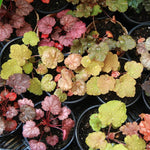 2-Pack Live Heuchera Coral Bells Plants, Bright Orange to Red Leaves, Vibrant Indoor Outdoor Planting