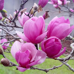 Magnolia Plant Live 6 to 12 Inches Tall, in 2.5 Inches Pot, Magnolia Tree Live Plant, Fragrant Magnolia Flowers (Saucer Magnolia)