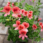 2 Red Scented Geranium Plants Live 4–7 Inches Tall, Fragrant Flowering Geranium Herb Plant, Indoor Outdoor Container Plant for Garden