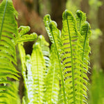 5 Ostrich Fern Roots, Perennial Fern Roots for Planting from 4 Inc