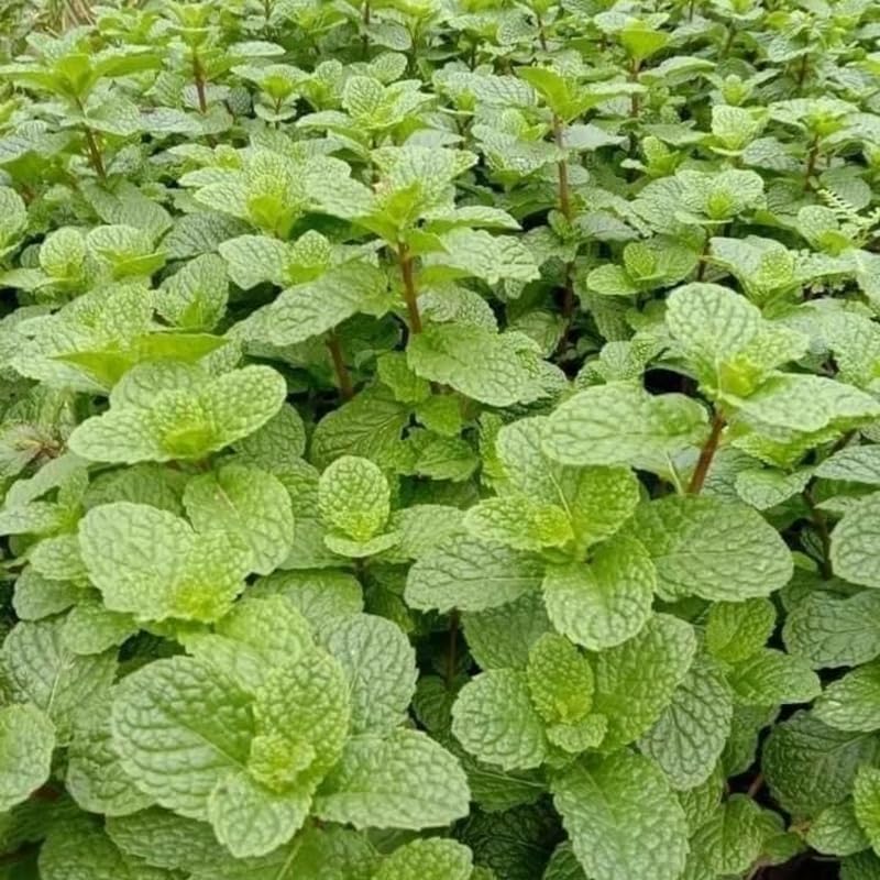 Peppermint Live Plant in 4 Inch Pot, Fresh Mint Herb Plant for Planting Indoor Outdoors Garden Home, Containers, Peppermint Plants Live